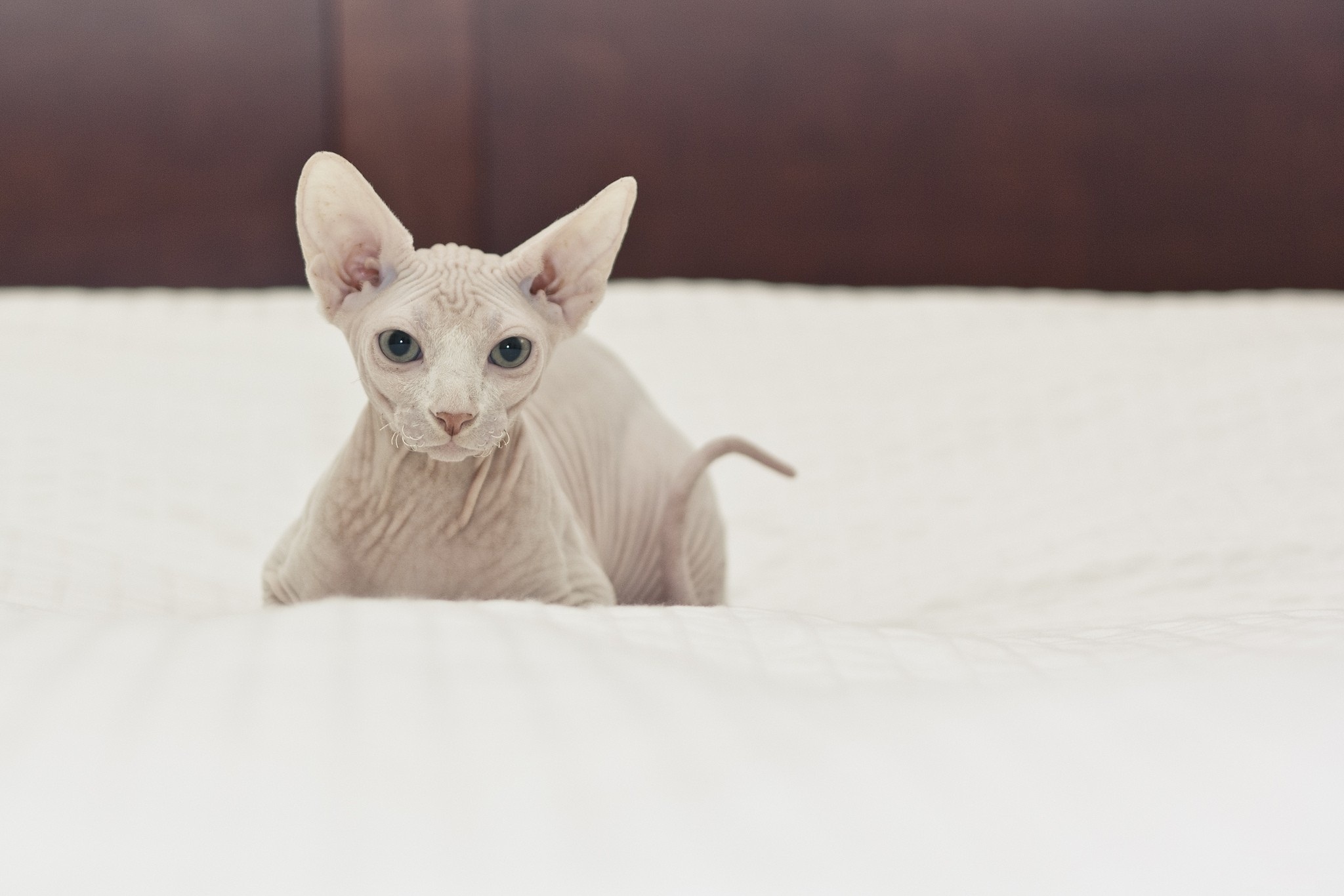 Кот Сфинкс на кровати фото